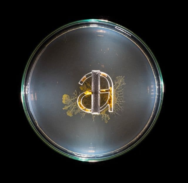 Maxence Duterne ‘grows’ type by simulating movements of the natural world