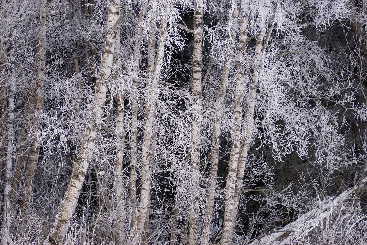 Only in the winter :: Behance