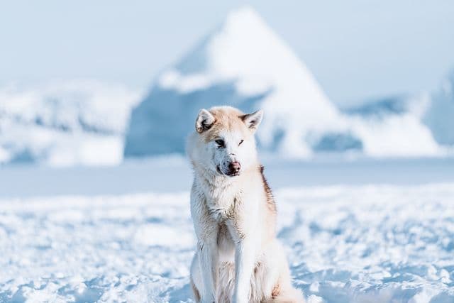 Scenes from Greenland :: Behance