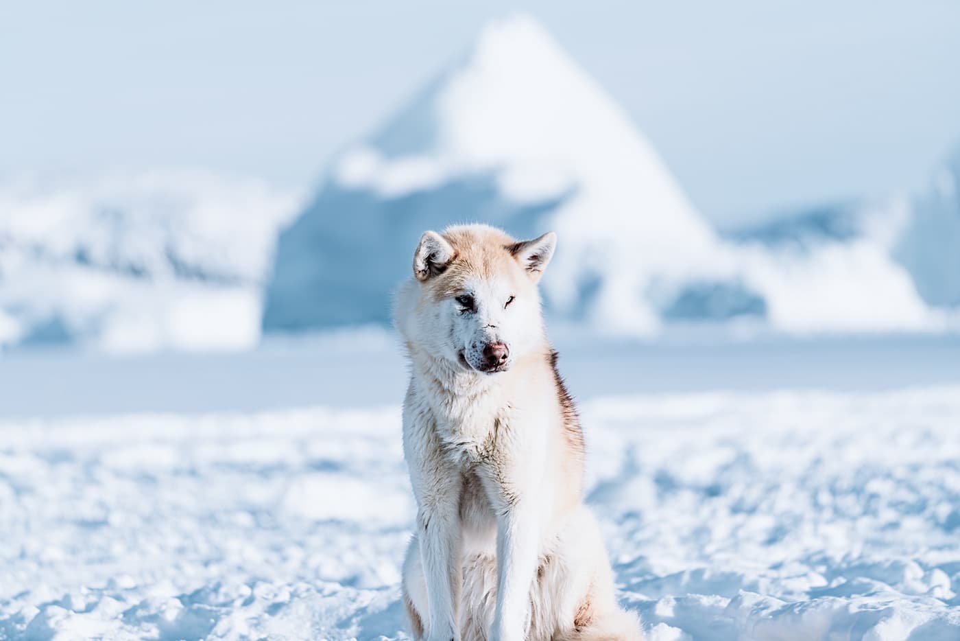 Scenes from Greenland :: Behance