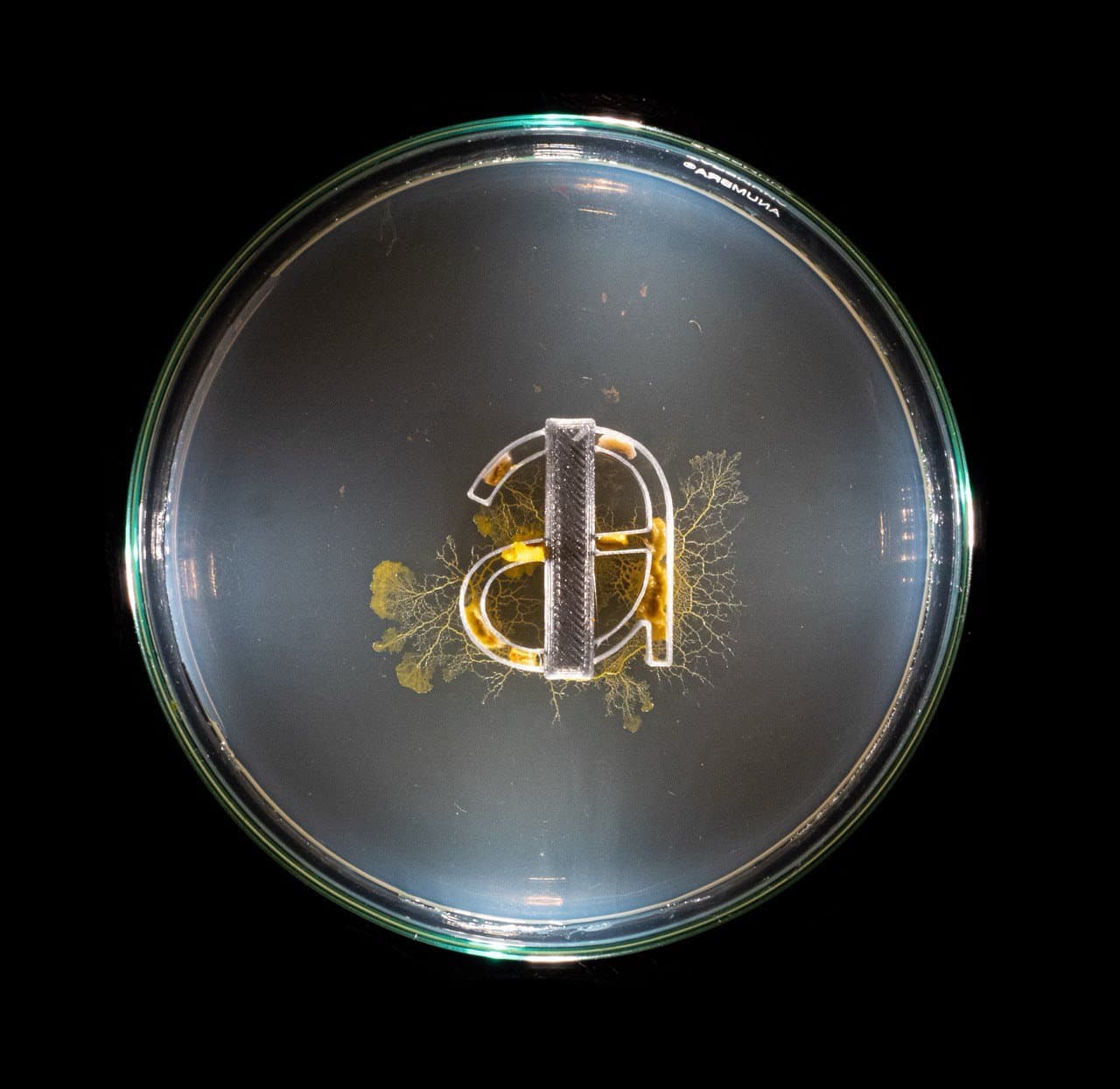 Maxence Duterne ‘grows’ type by simulating movements of the natural world