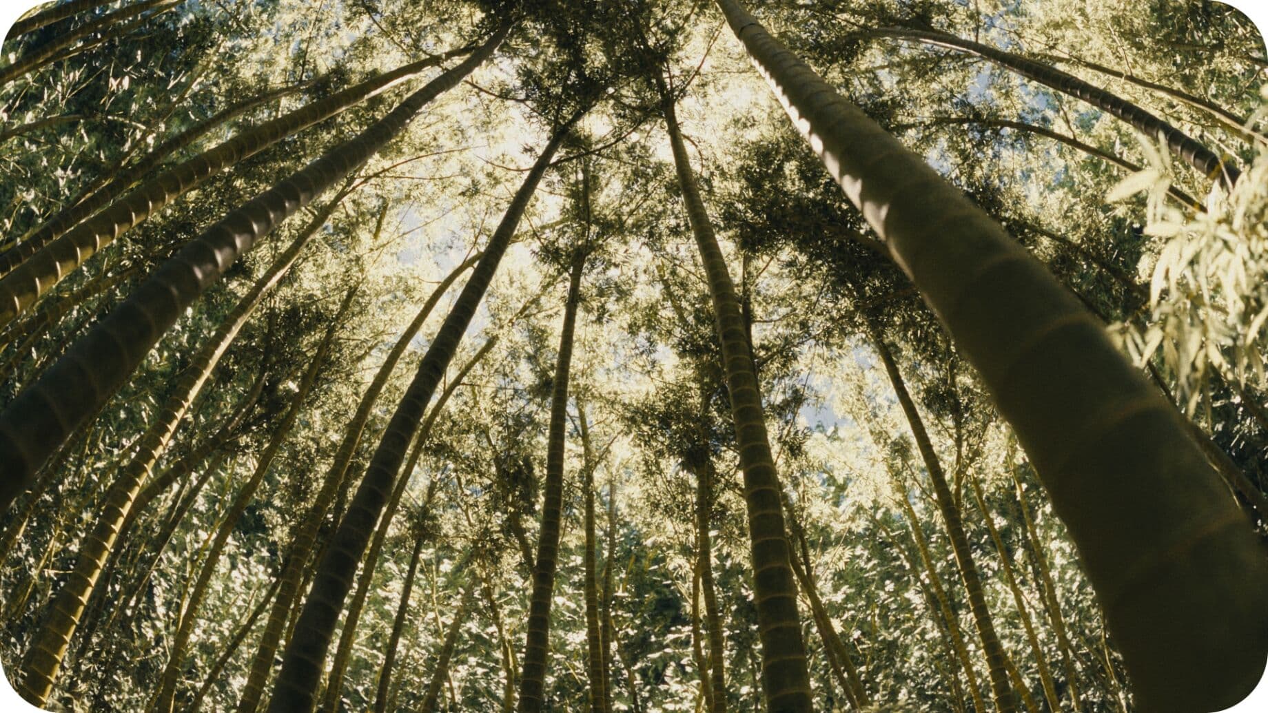 This serene, lush foliage was actually made with a Blender plugin