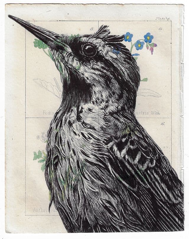 some ballpoint pen bird drawings on antique book pages :: Behance