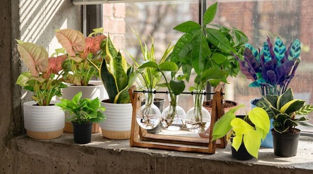 These 8 gorgeous house plants will brighten up your home office, and they don’t cost the earth